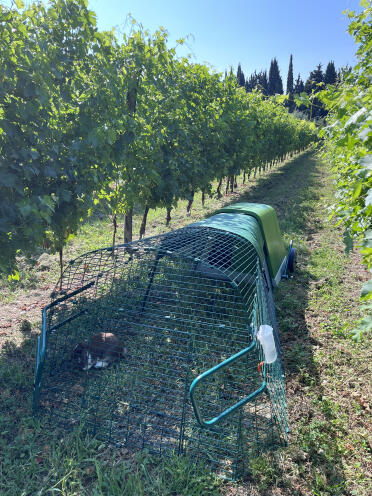 The fence in the vineyard safe from foxes