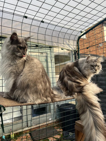 Skye and summer loving the new shelf