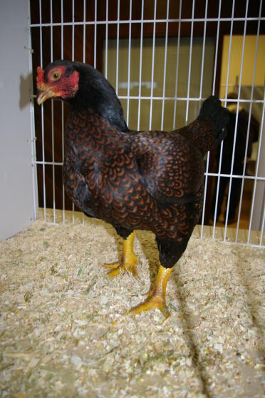 Chicken in cage