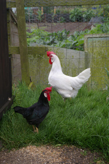 2 leghorn females standing on grass in their run