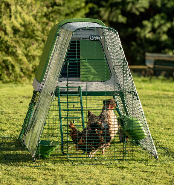 Two chickens in a predator resistant Eglu Go up run