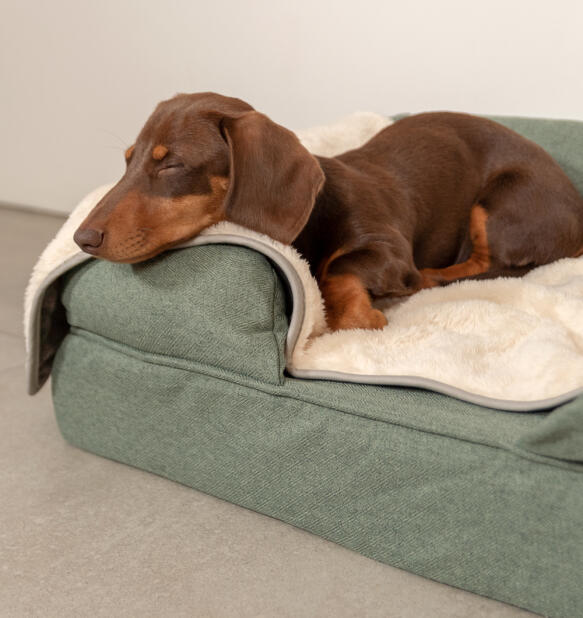 Sausage dog sleeping on a sage green bolster bed with a cream blanket