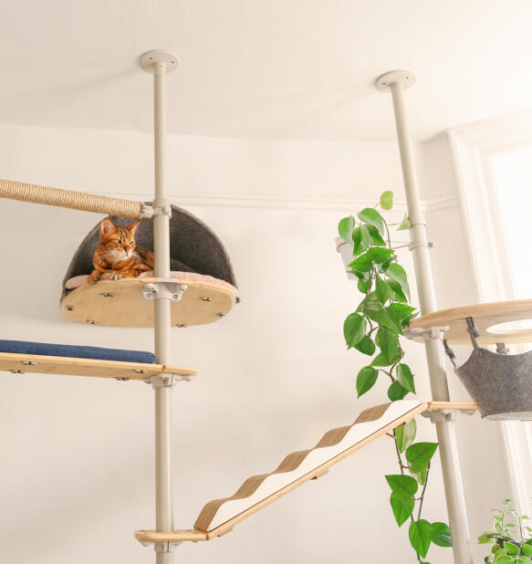 A cat sat high up in the platform den attached to the indoor Freestyle cat tree.