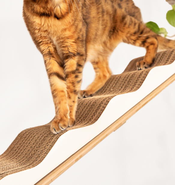 A cat on top of the cardboard wave scratching post