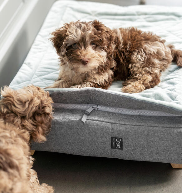 Cockapoo puppy sat on Topology dog bed with grey quilted topper.