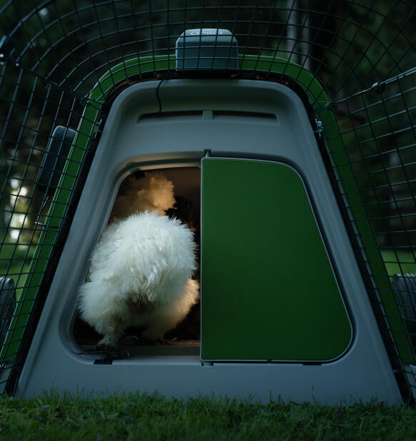 White chicken being guided into an Eglu Go chicken coop with an Omlet coop light