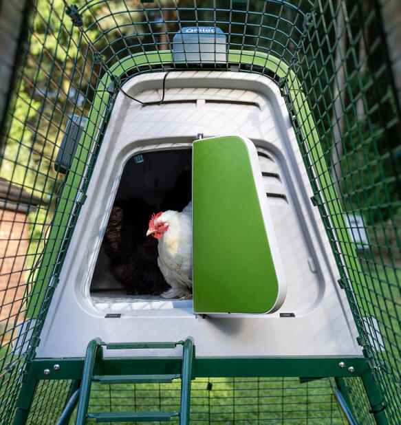 Smart Autodoor for Go opening the door of an Eglu Go raised chicken coop