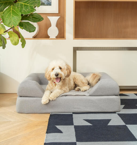 A dog resting on the Topology dog bed with bolster topper.