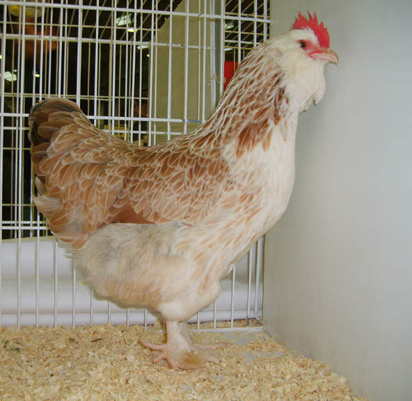 Faverolle For Sale | Chickens | Breed Information | Omlet