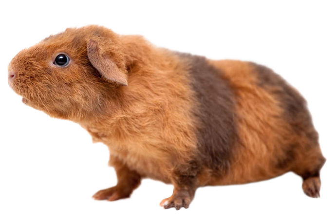 Guinea pig guides