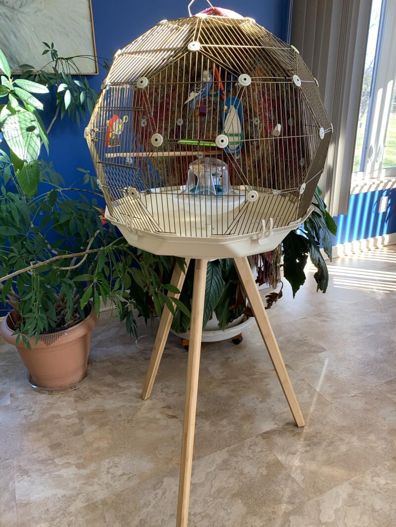 Geo Bird Cage: The Parakeets Get a New Home - Tilly's Nest