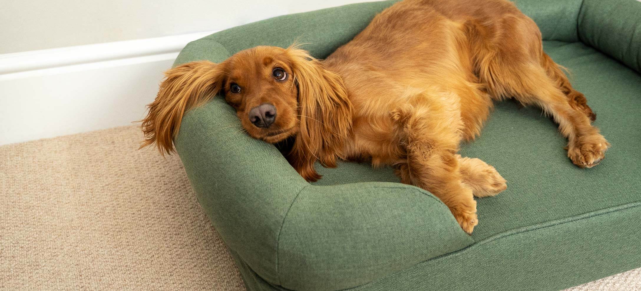 Best dog bed for cocker hot sale spaniel uk