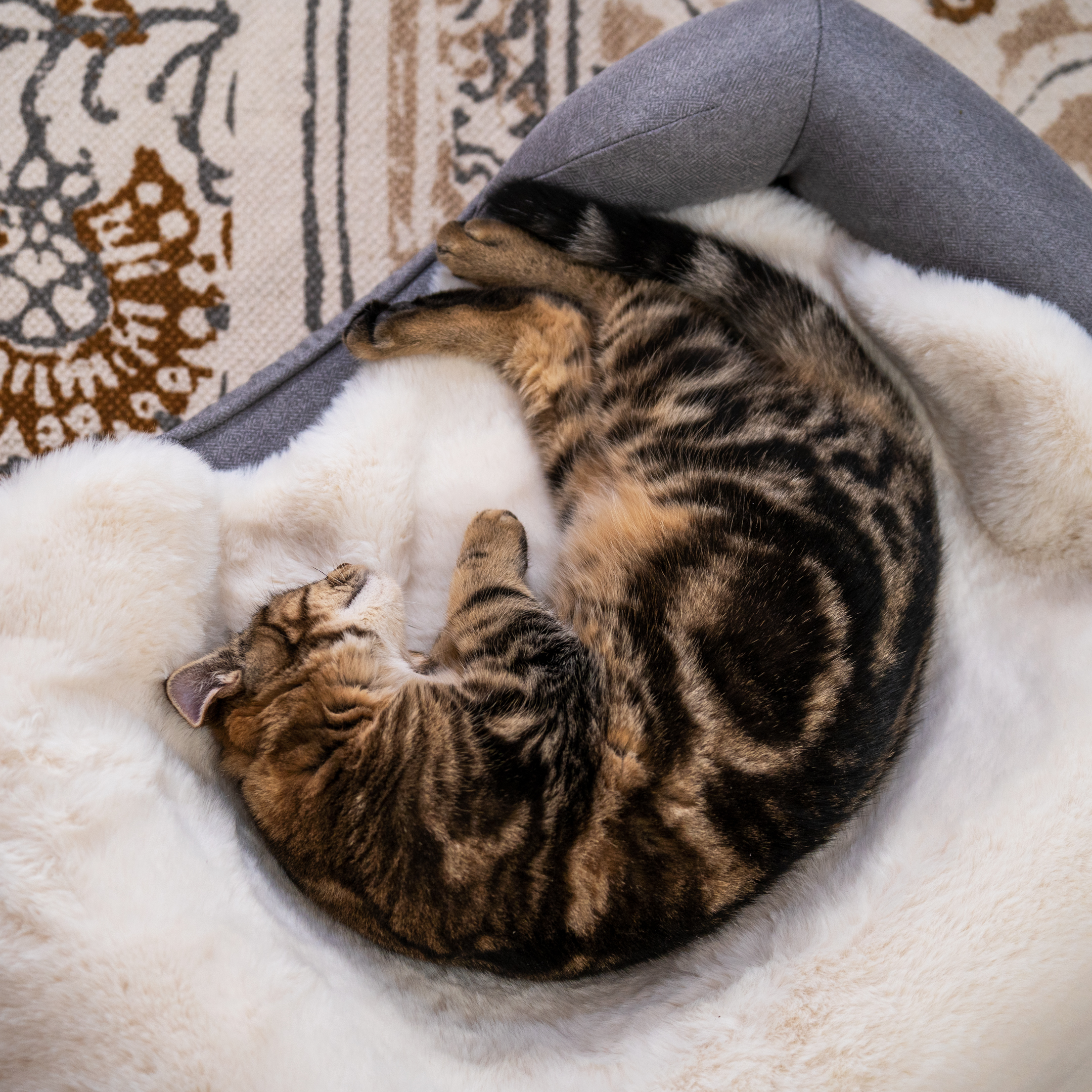 Cat blanket