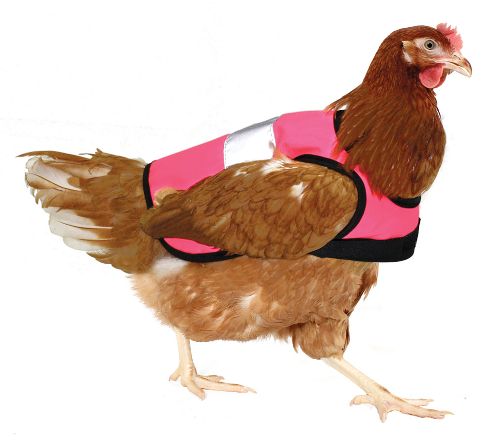 https://www.omlet.com.au/images/originals/Chicken_hi_vis_jacket_pink_chicken.jpg