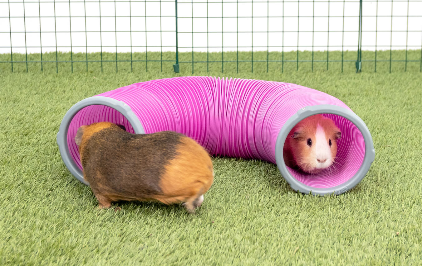 hamster play tunnel