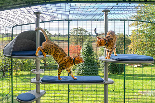 Outdoor cat play area hotsell