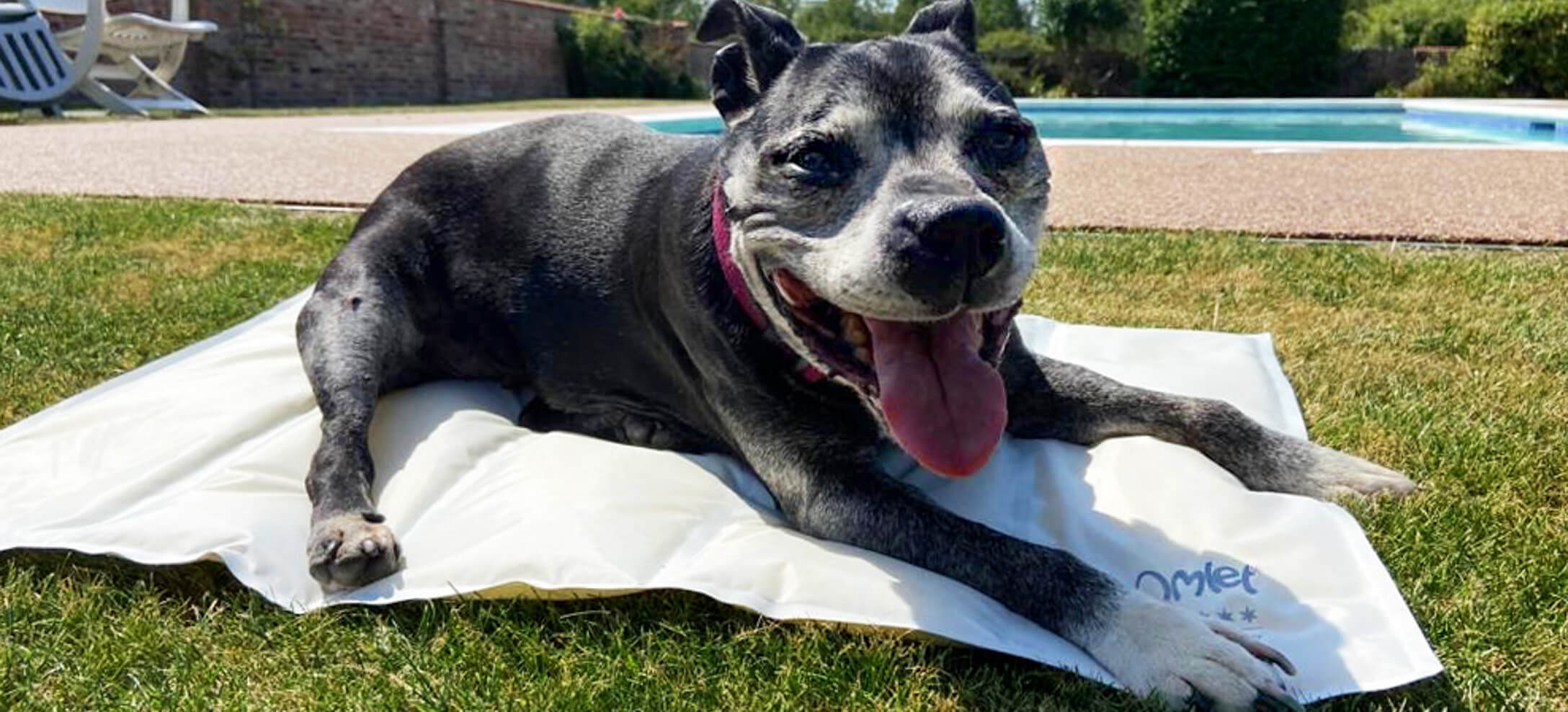 Dog cooling best sale mat for outside