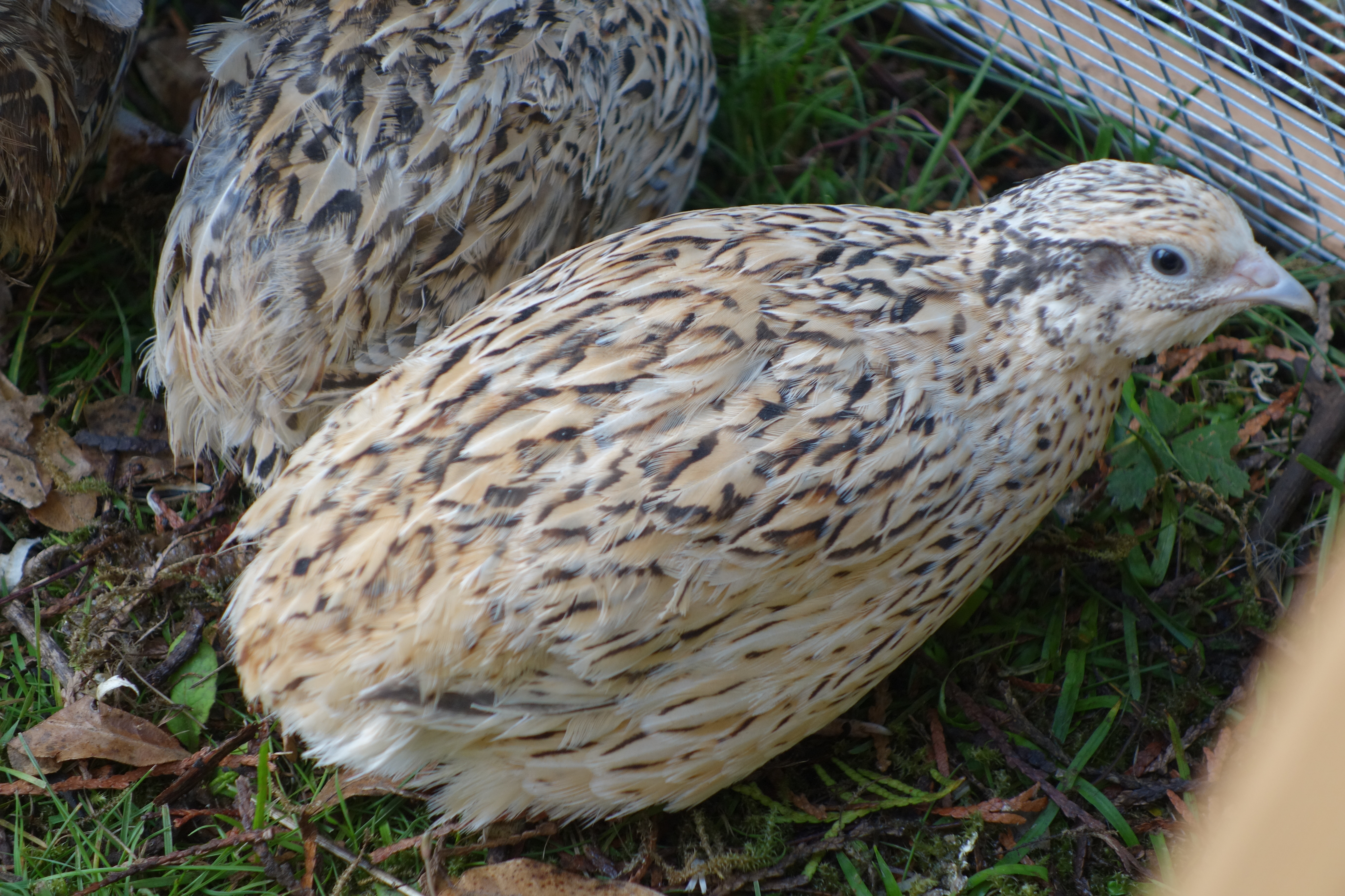 types of quail